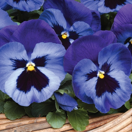 PANSY MYSTIQUE DENIM F1