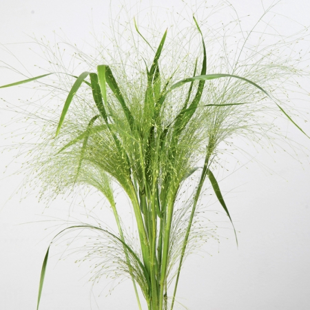 GRASS: PANICUM FROSTED EXPLOSION