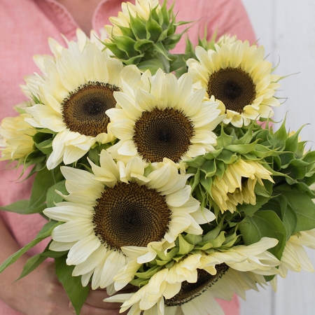 HELIANTHUS PRO CUT WHITE NITE F1