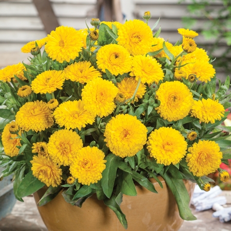 CALENDULA CANDYMAN YELLOW