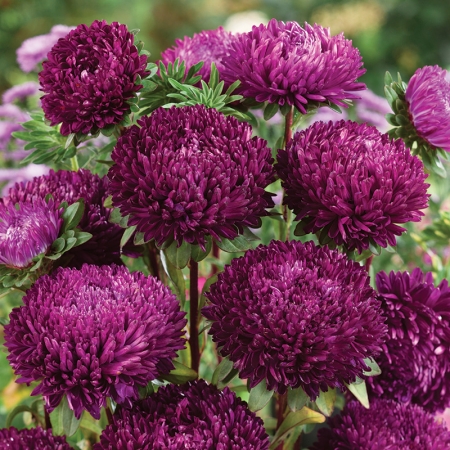 ASTER BALLOON PURPLE