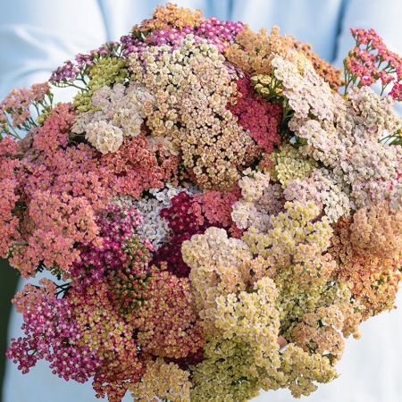 ACHILLEA SUMMER PASTELS