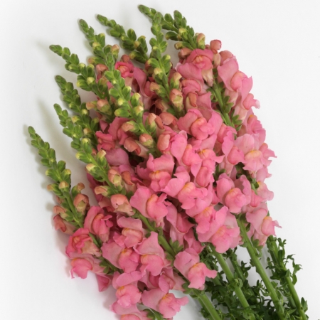 ANTIRRHINUM POTOMAC SOFT PINK F1