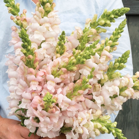 ANTIRRHINUM COSTA SILVER F1