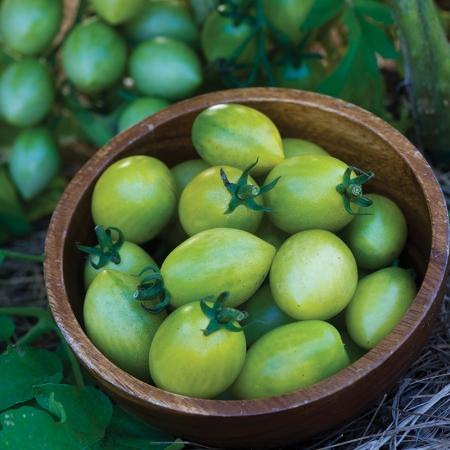 TOMATO GREEN ENVY
