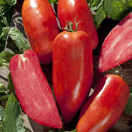 TOMATO BELLANDINE F1