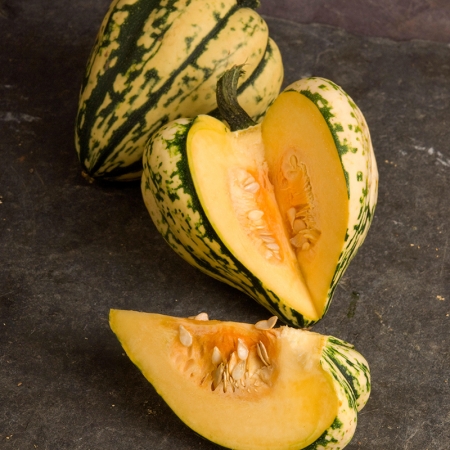SQUASH HARLEQUIN