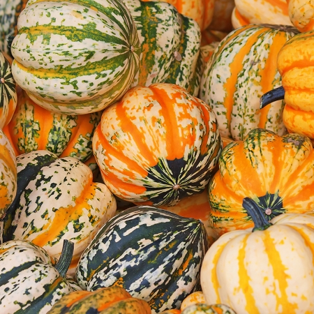 SQUASH CELEBRATION