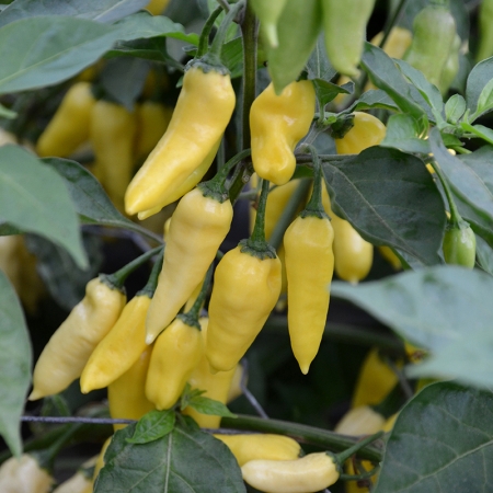 PEPPER WRAITH