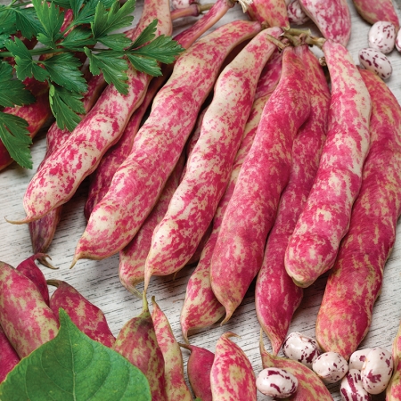 DWARF BEAN TINTORETTO