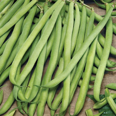 DWARF BEAN ELBA
