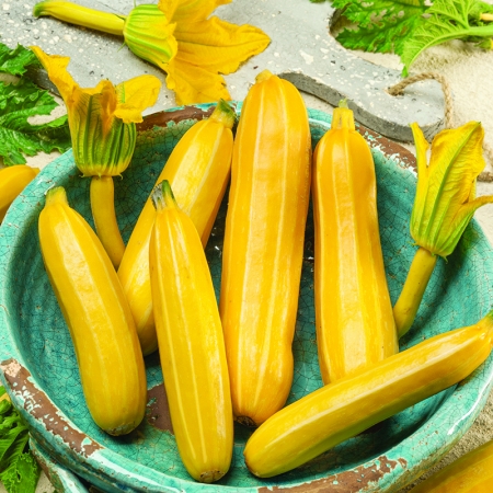 COURGETTE SUNSTRIPE F1
