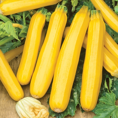 COURGETTE ORELIA F1