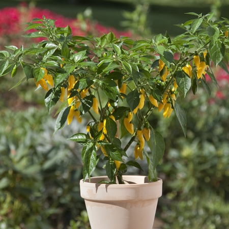 PEPPER KITCHEN MINIS HOT LEMON CHILLI
