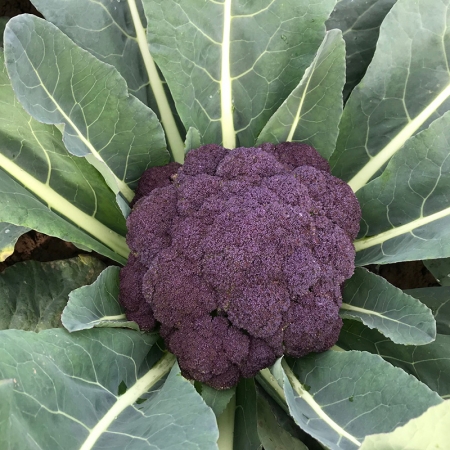 BROCCOLI PURPLE RAIN F1