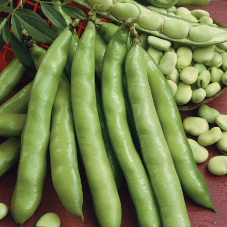 BROAD BEAN LUZ DE OTONO