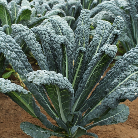 CABBAGE BLACK RAVEN F1