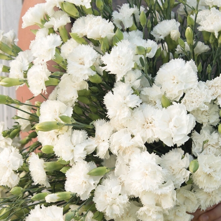 DIANTHUS JEANNE DIONIS