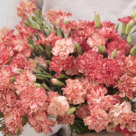 DIANTHUS ORANGE SHERBET