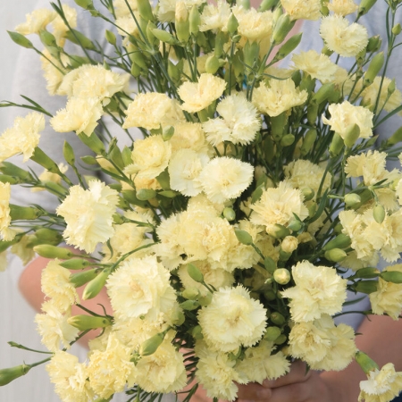 DIANTHUS MARIE CHABAUD