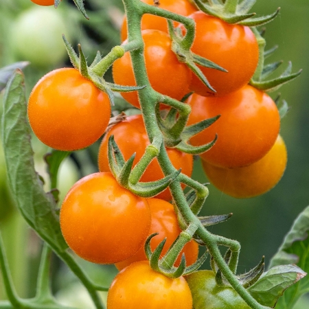 TOMATO GOLDEN CHERRY