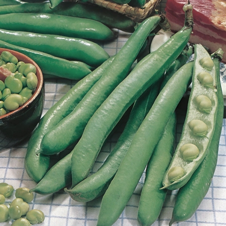 BROAD BEAN WINDSOR GREEN