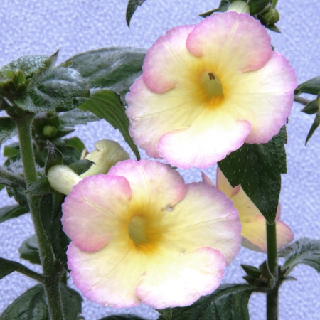 ACHIMENES HONEY QUEEN