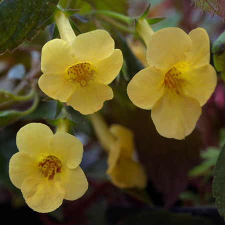 ACHIMENES YELLOW BEAUTY