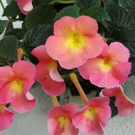 ACHIMENES PEACH CASCADE