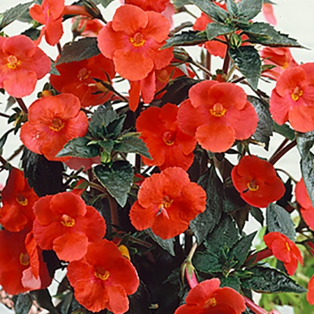 ACHIMENES SWEET & SOUR