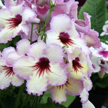 STREPTOCARPUS DS HORUS