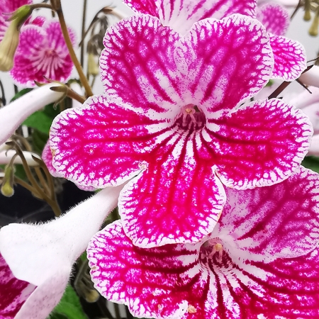 STREPTOCARPUS POLKA DOT PINK