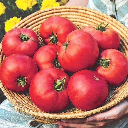 TOMATO ROSE CRUSH