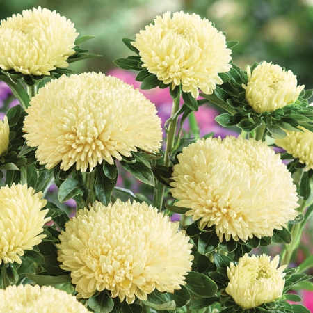 ASTER BALLOON LEMON CREAM