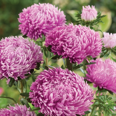 ASTER LILAC ROSE