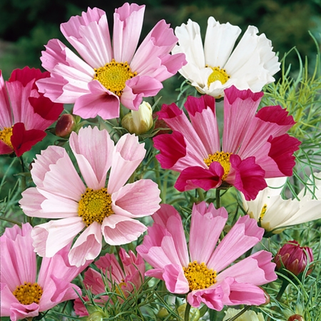 COSMOS SEASHELLS MIXED