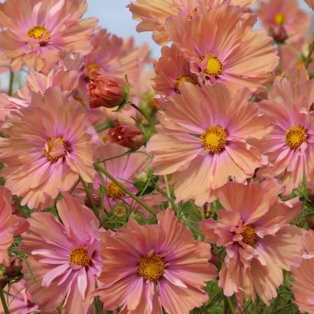COSMOS APRICOTTA