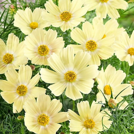 COSMOS XANTHOS