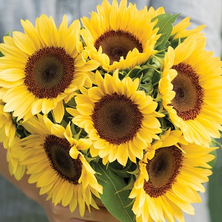 HELIANTHUS PRO CUT PEACH F1