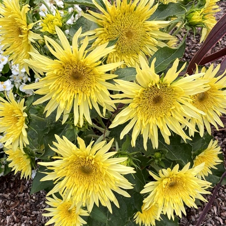 HELIANTHUS LEMON CUTIE