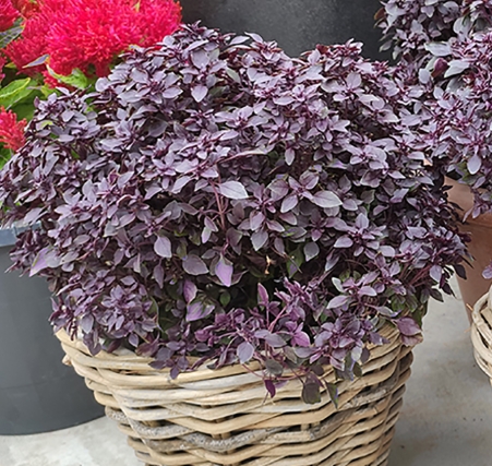 BASIL PURPLE BALL