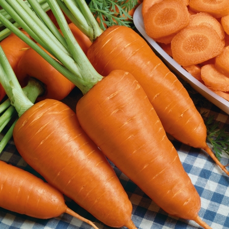CARROT CHAMARE