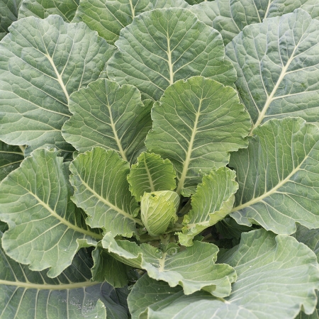 COLLARD HI CROP F1