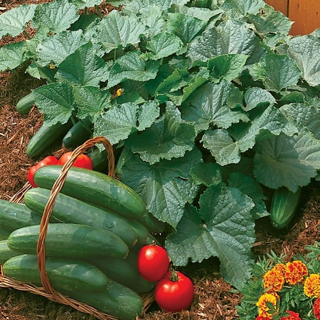 CUCUMBER BUSH CHAMPION