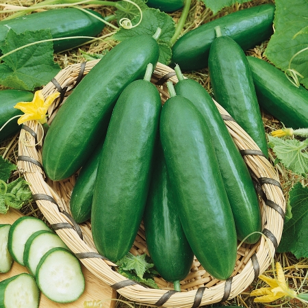 CUCUMBER MINI SPRINT F1
