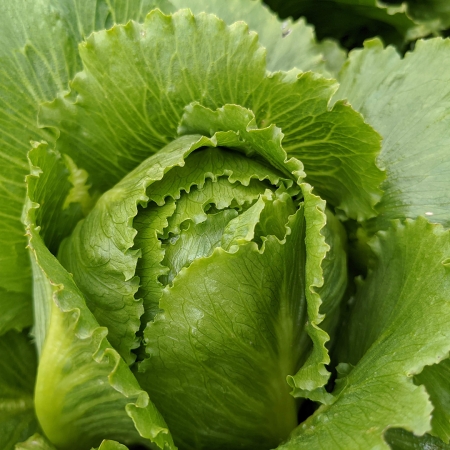 LETTUCE COSBERG SWEET SUCCESS