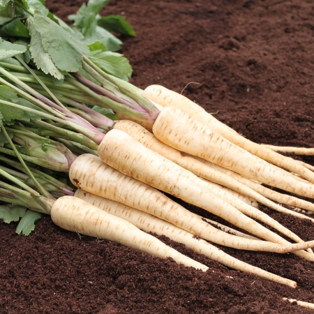 PARSNIP PEARL