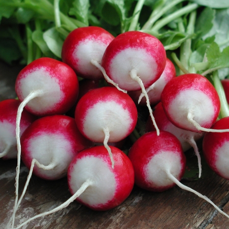 RADISH POLONEZA