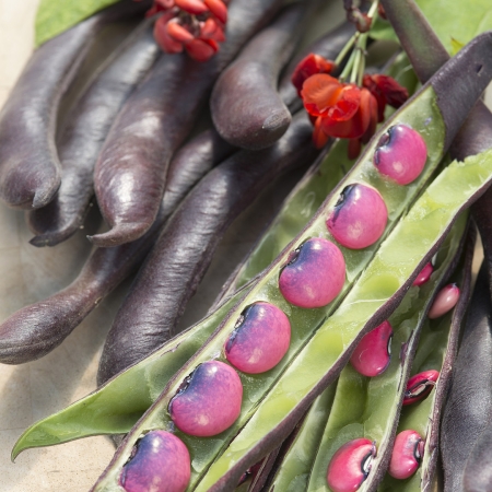 RUNNER BEAN BLACK KNIGHT