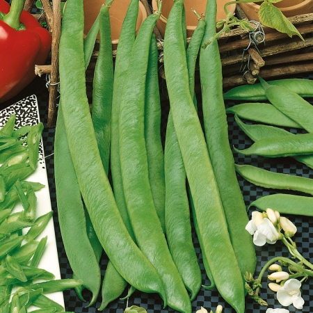 RUNNER BEAN WHITE LADY